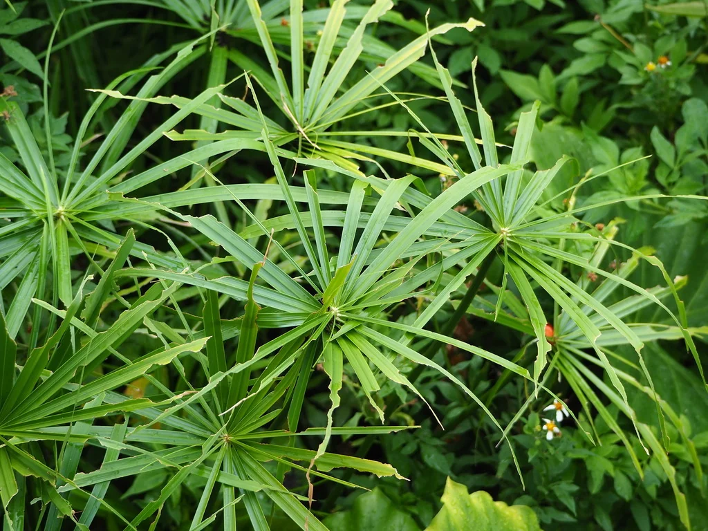 Cyperus involucratus