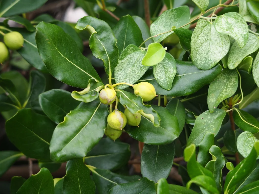 Pittosporum Tobira