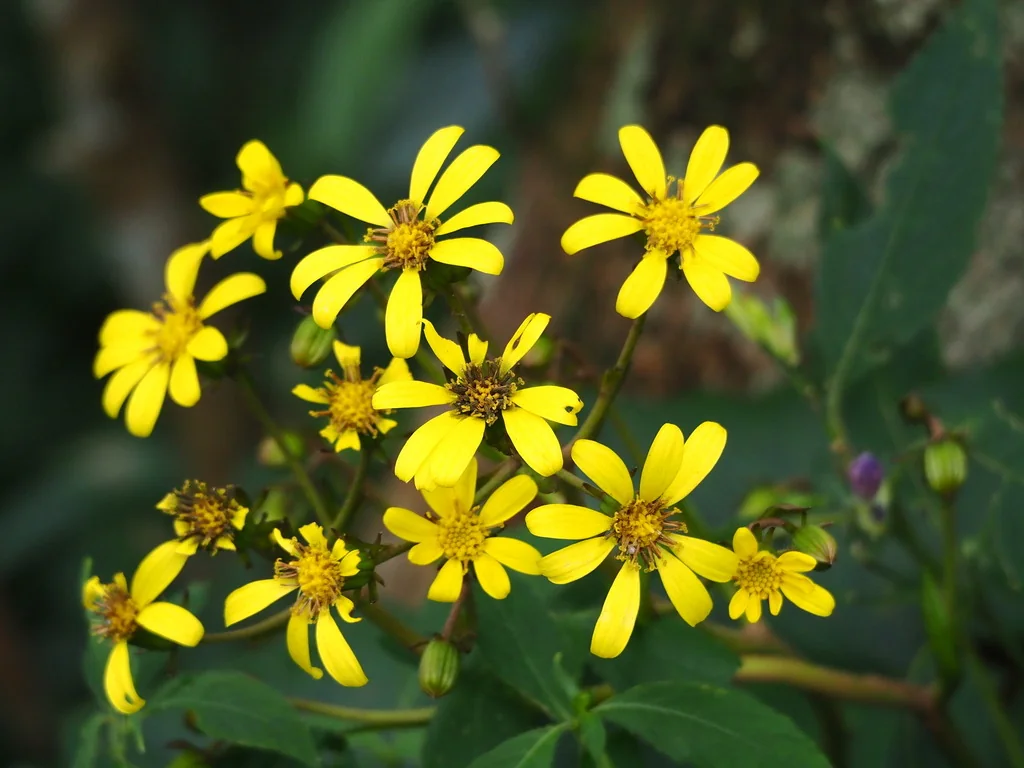 Farfugium Japonicum