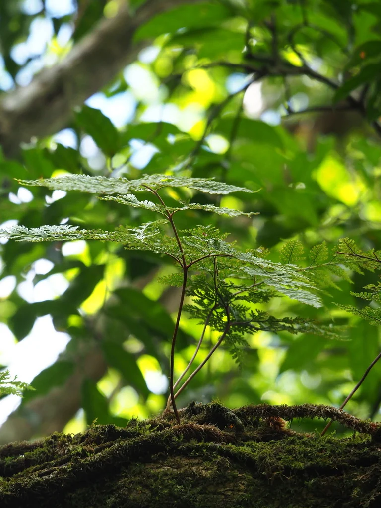 Davallia Trichomanoides