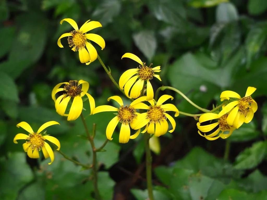 Farfugium Japonicum