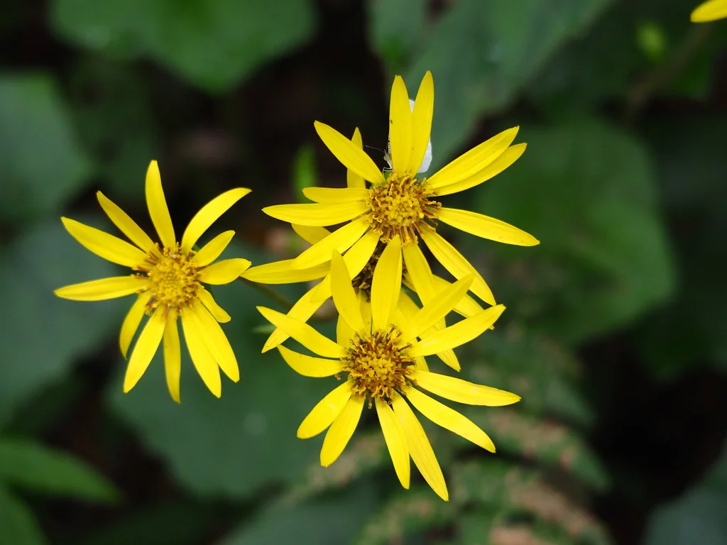 Farfugium Japonicum
