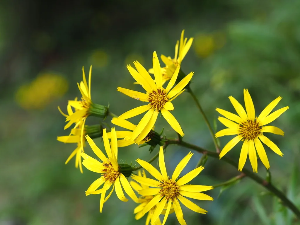 Farfugium Japonicum