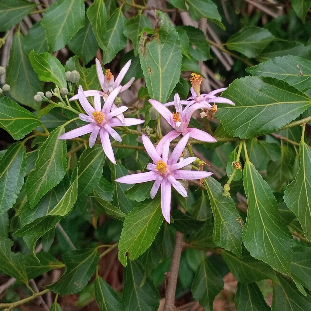 Grewia Occidentalis