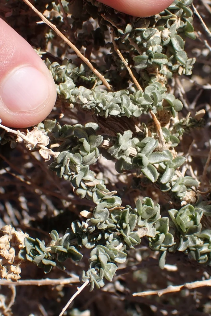 Atriplex Polycarpa