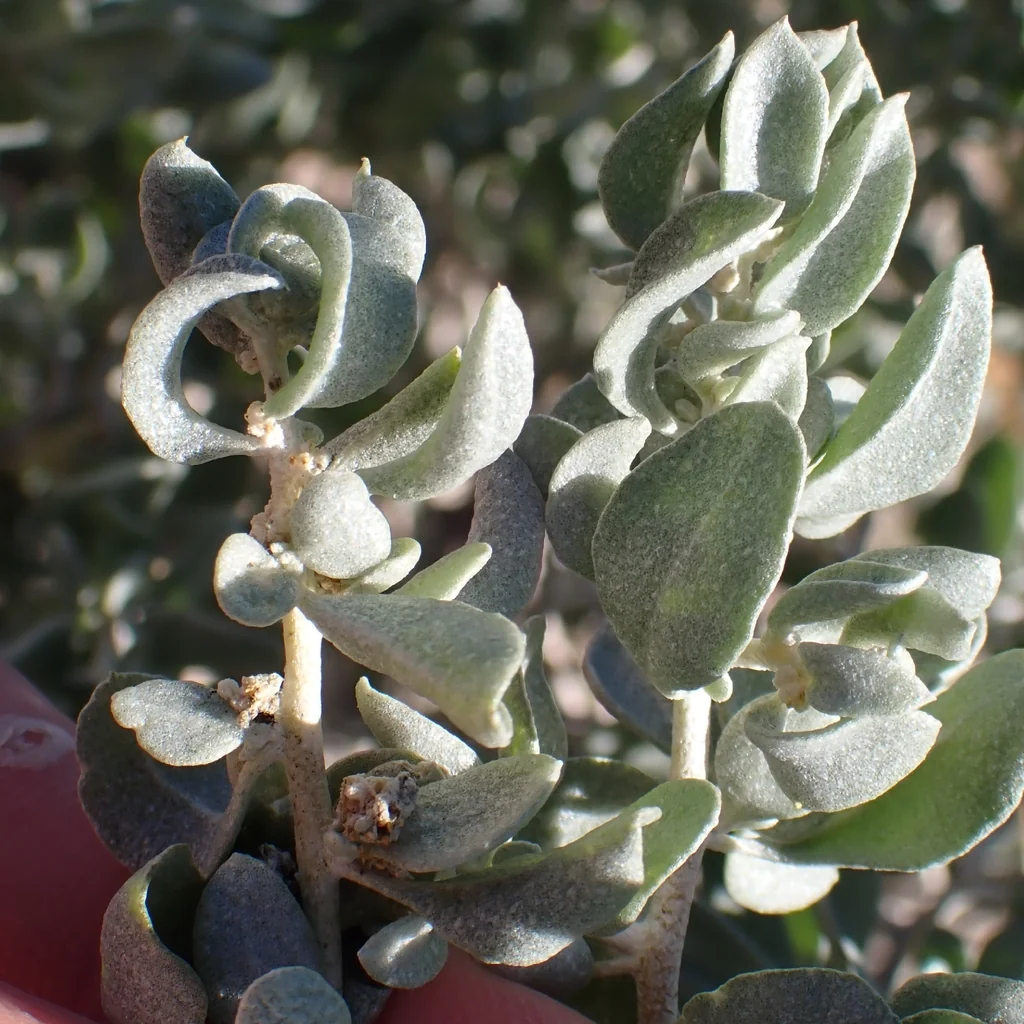 Atriplex Confertifolia