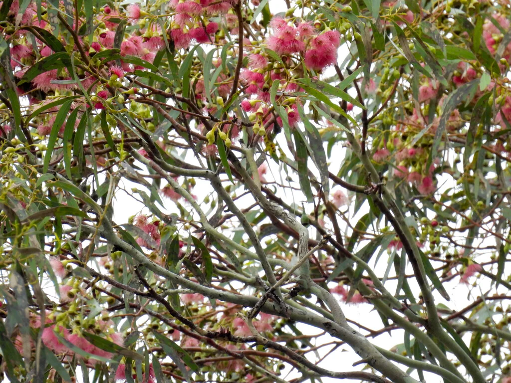 Eucalyptus Leucoxylon