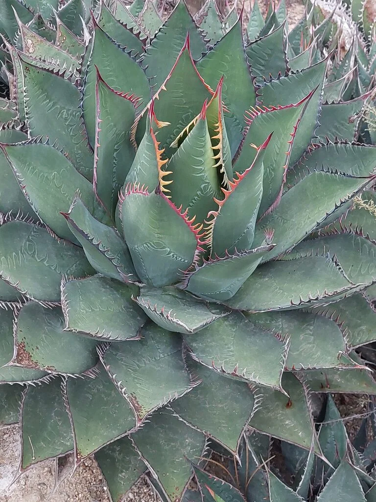 Agave Shawii