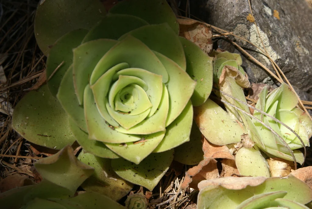 Aeonium Canariense