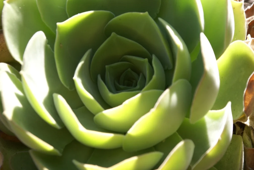 Aeonium Canariense