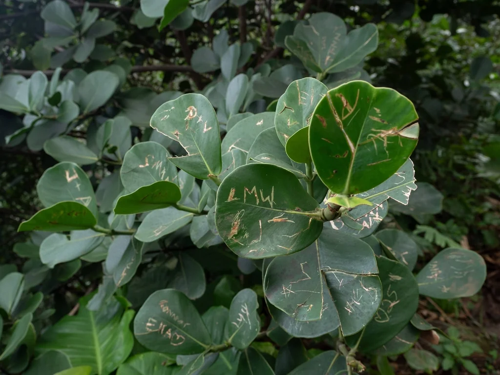 Clusia rosea