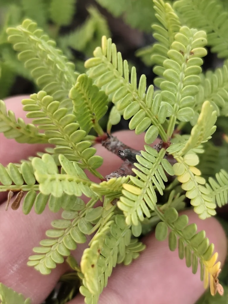 Bursera Microphylla