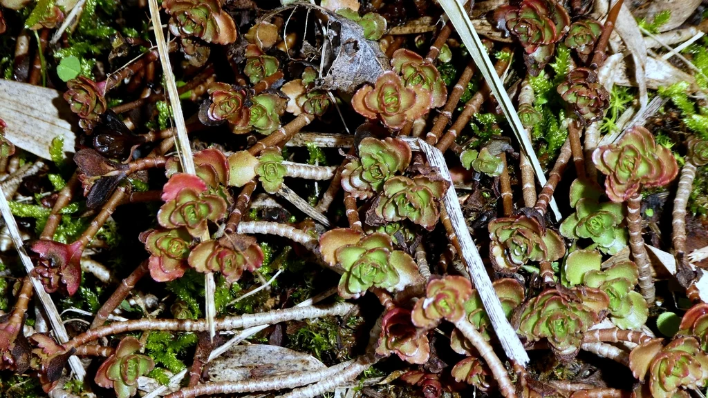 Sedum spurium