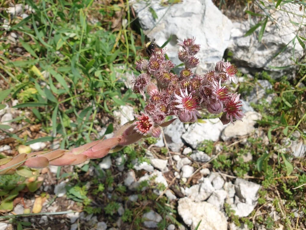 Sempervivum Tectorum