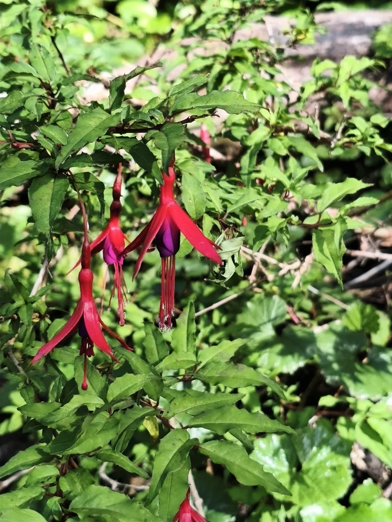 Fuchsia Magellanica