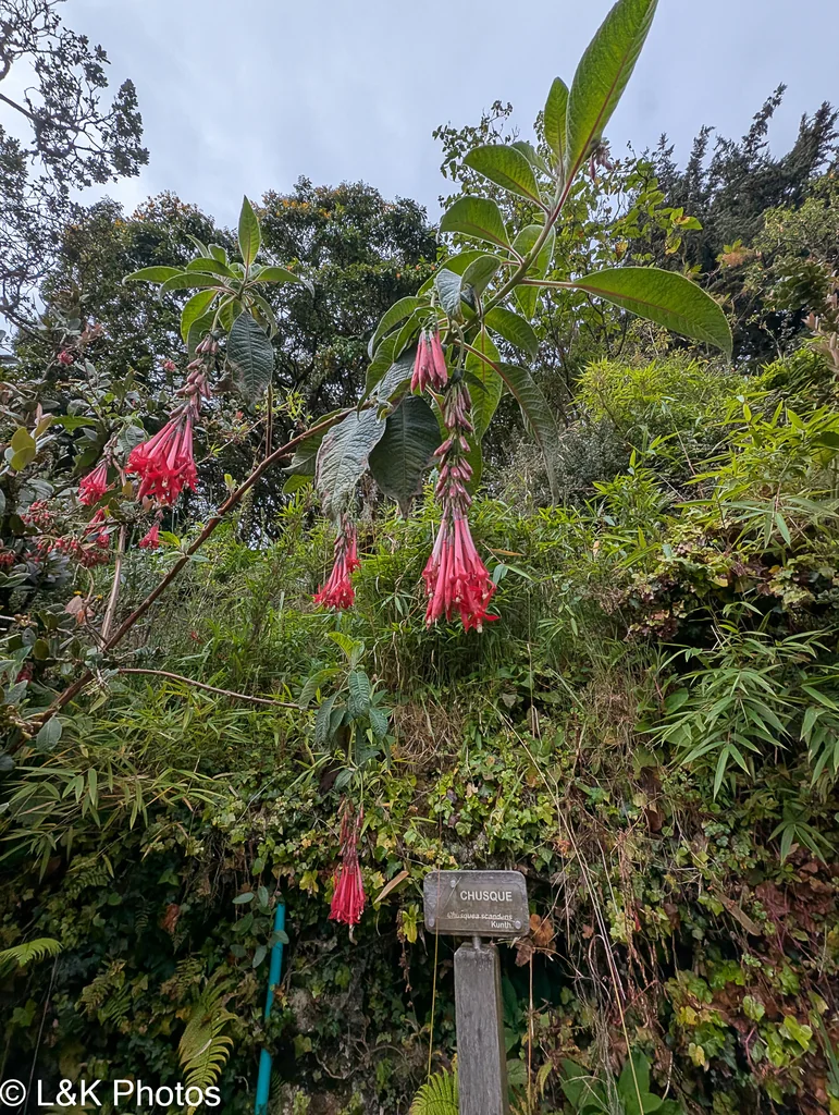 Fuchsia Boliviana