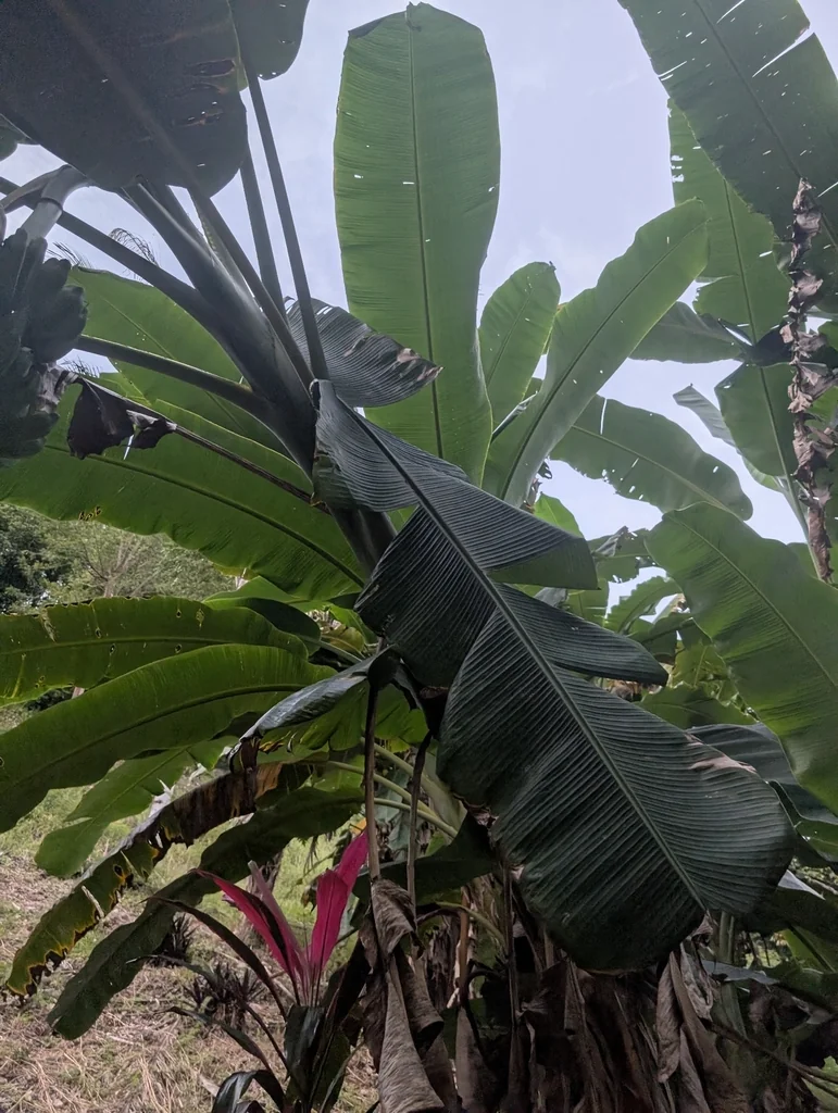 Musa X Paradisiaca