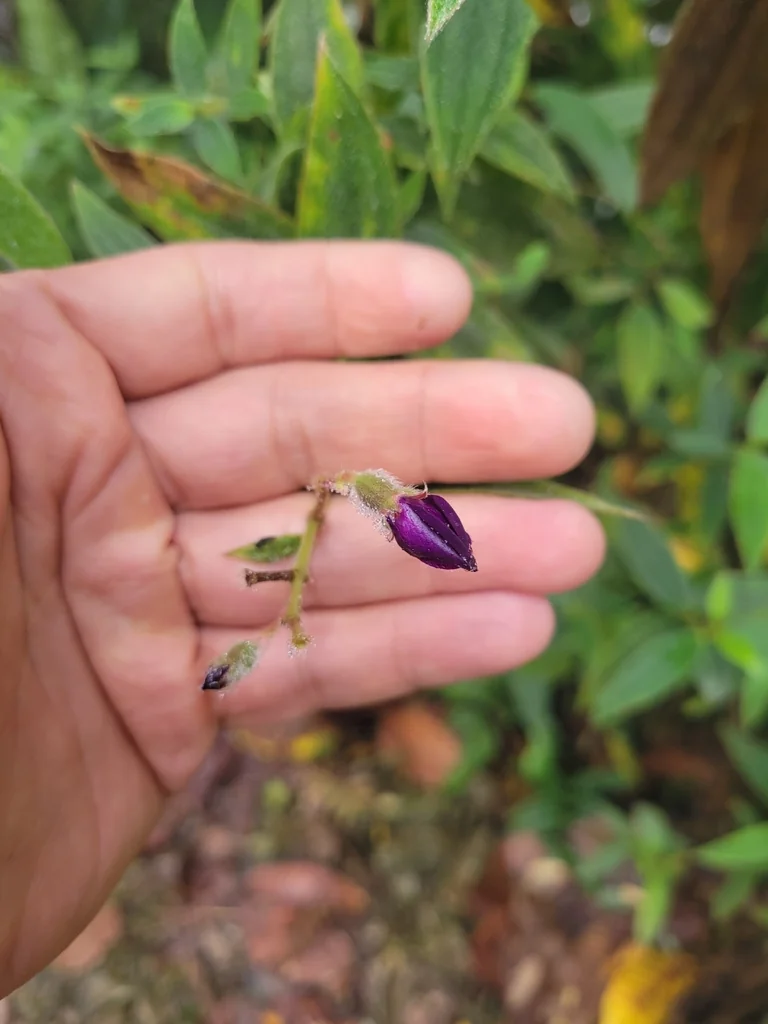 Tibouchina Urvilleana