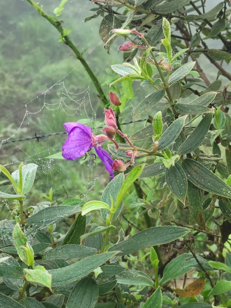Tibouchina Urvilleana
