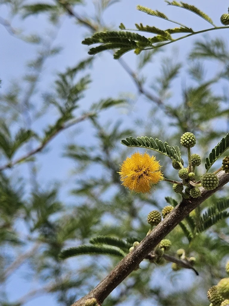 Acacia Farnesiana