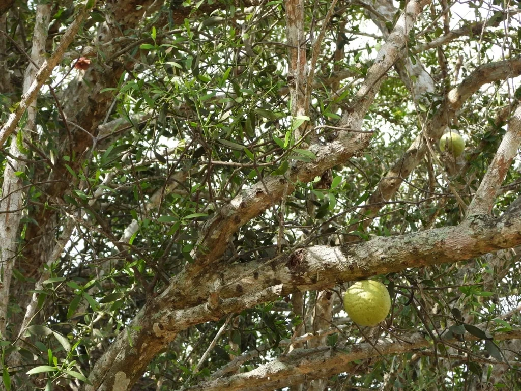Crescentia Alata