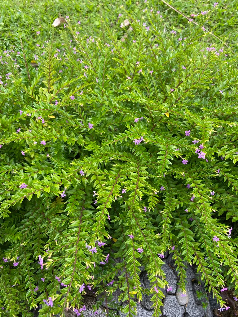 Cuphea Hyssopifolia