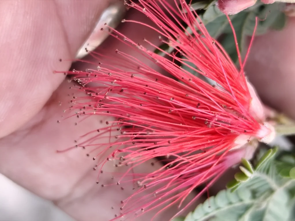 Calliandra Californica