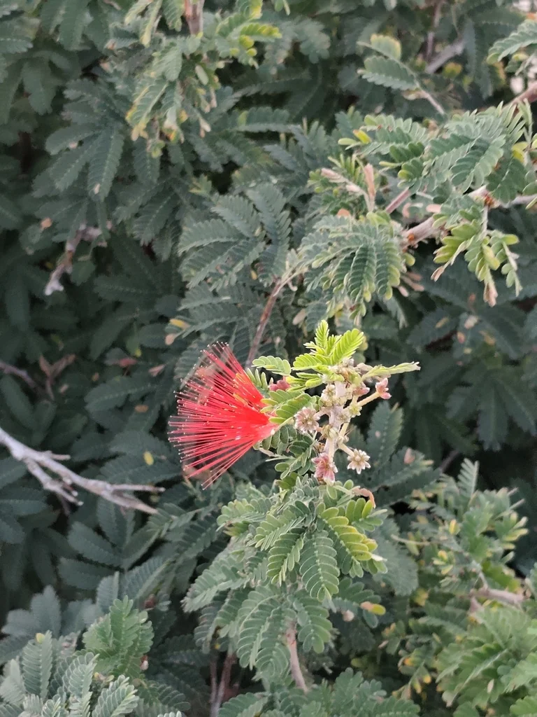 Calliandra Californica
