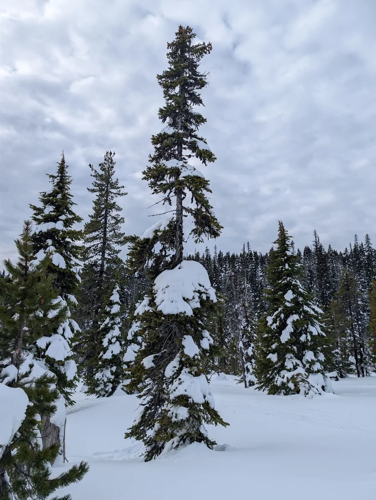 Picea engelmannii
