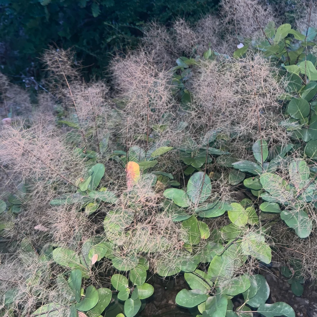 Cotinus coggygria