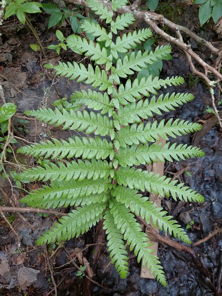Woodwardia Virginica