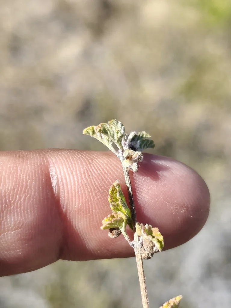 Lippia Graveolens