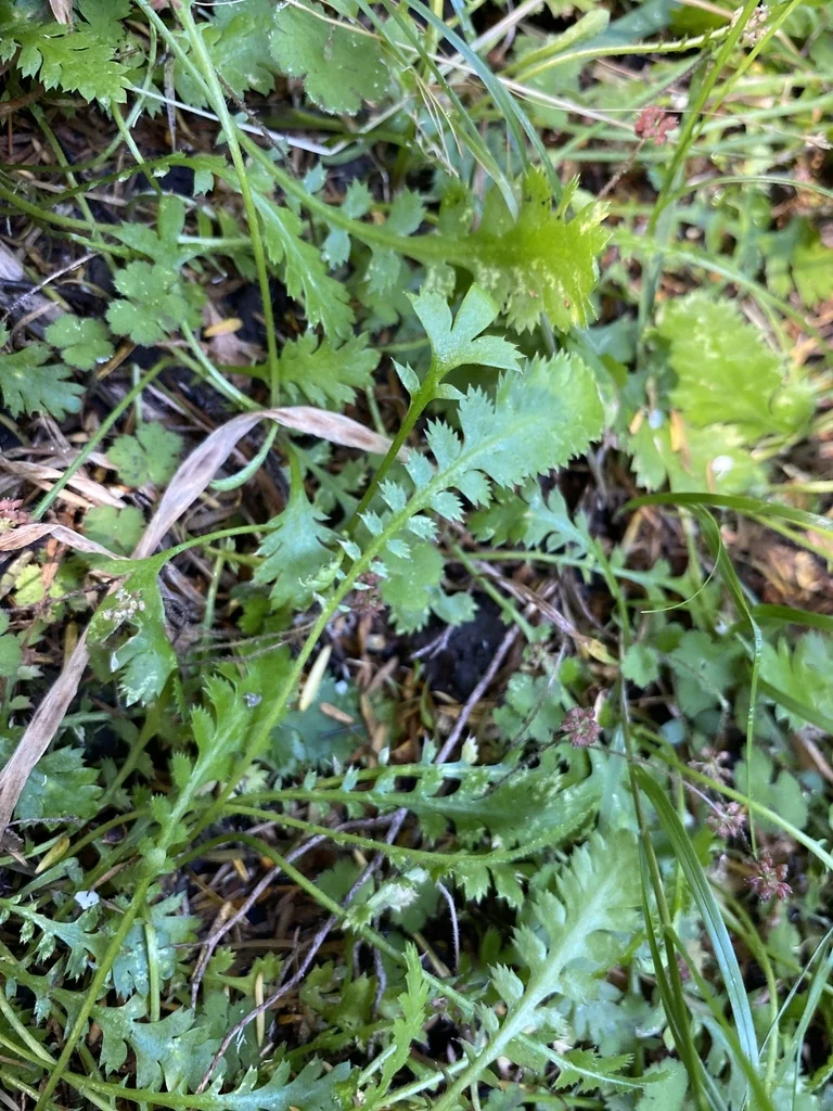 Leptinella Squalida
