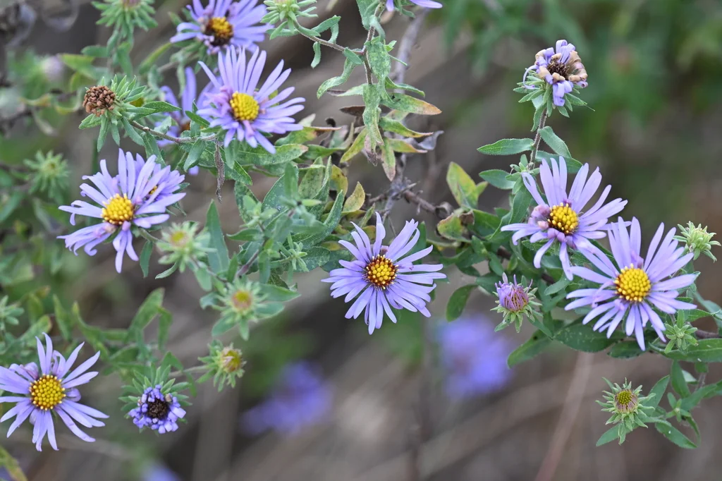 Symphyotrichum Oblongifolium