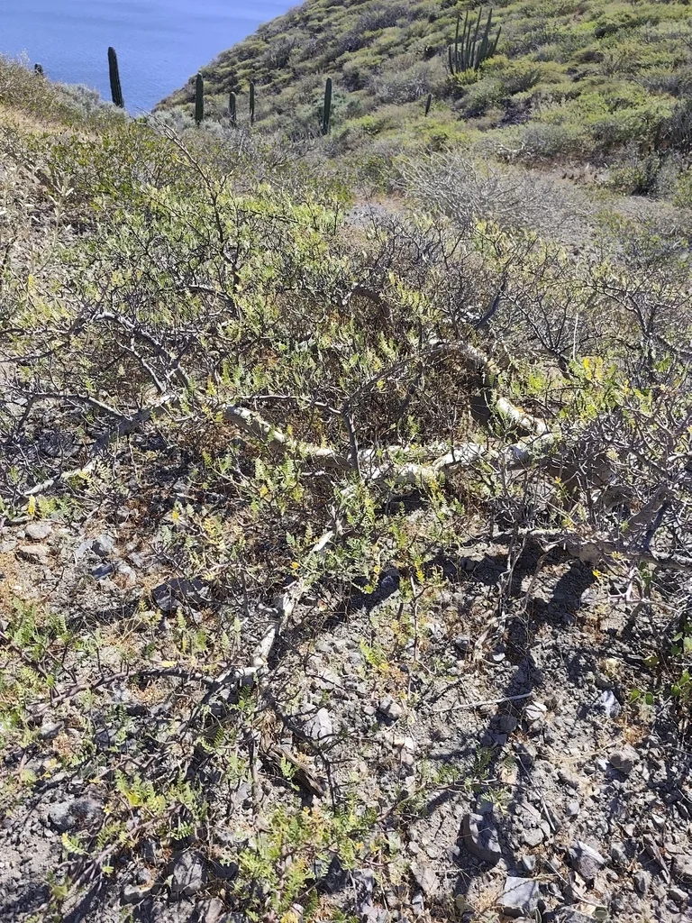 Bursera Microphylla