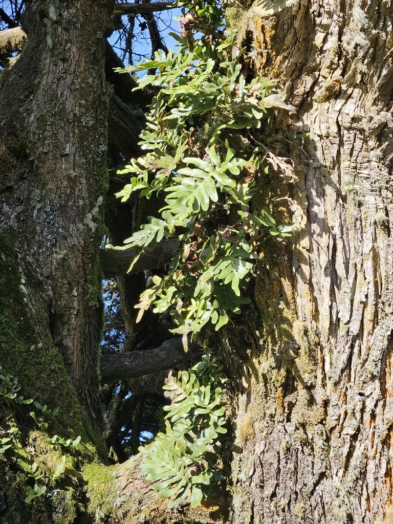 Polypodium Scouleri