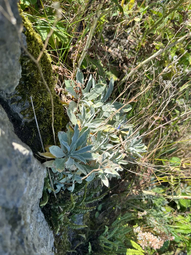 Aurinia Saxatilis