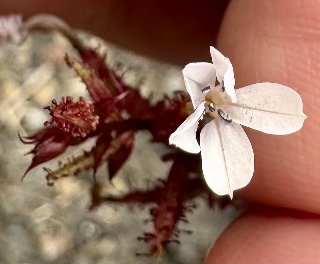 Plumbago Scandens