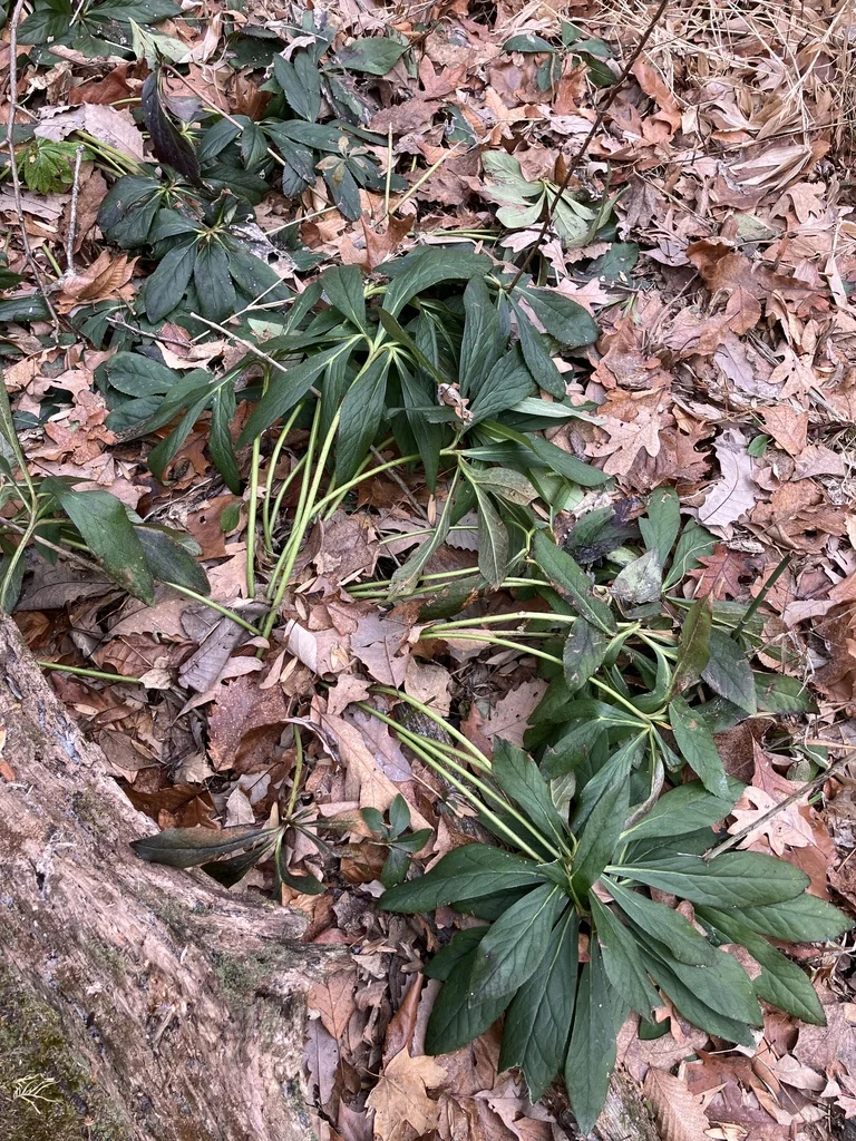 Helleborus Orientalis