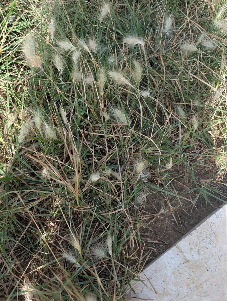 Pennisetum Villosum