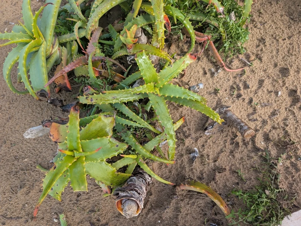 Aloe Arborescens