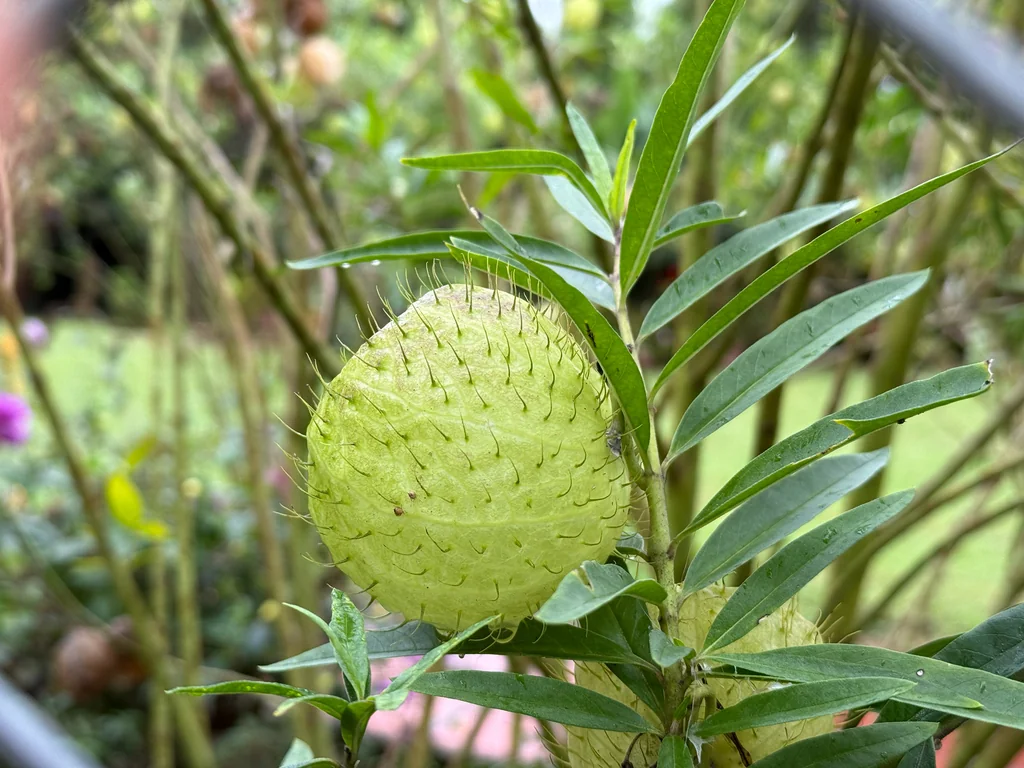 Gomphocarpus Physocarpus