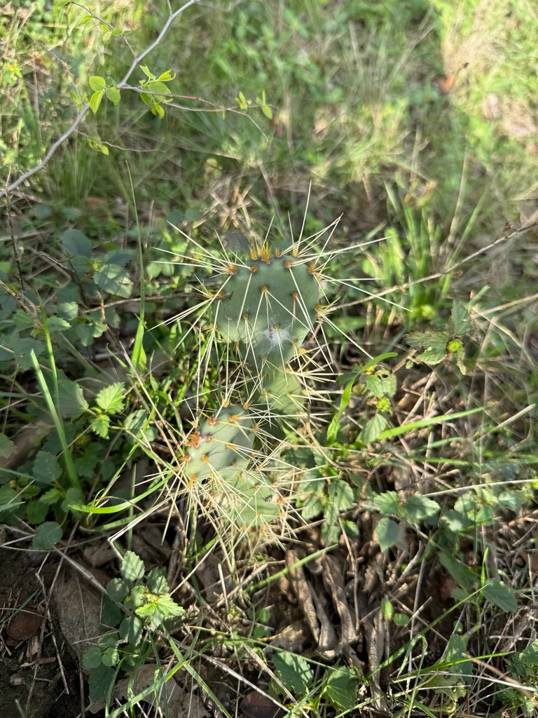 Opuntia Lindheimeri