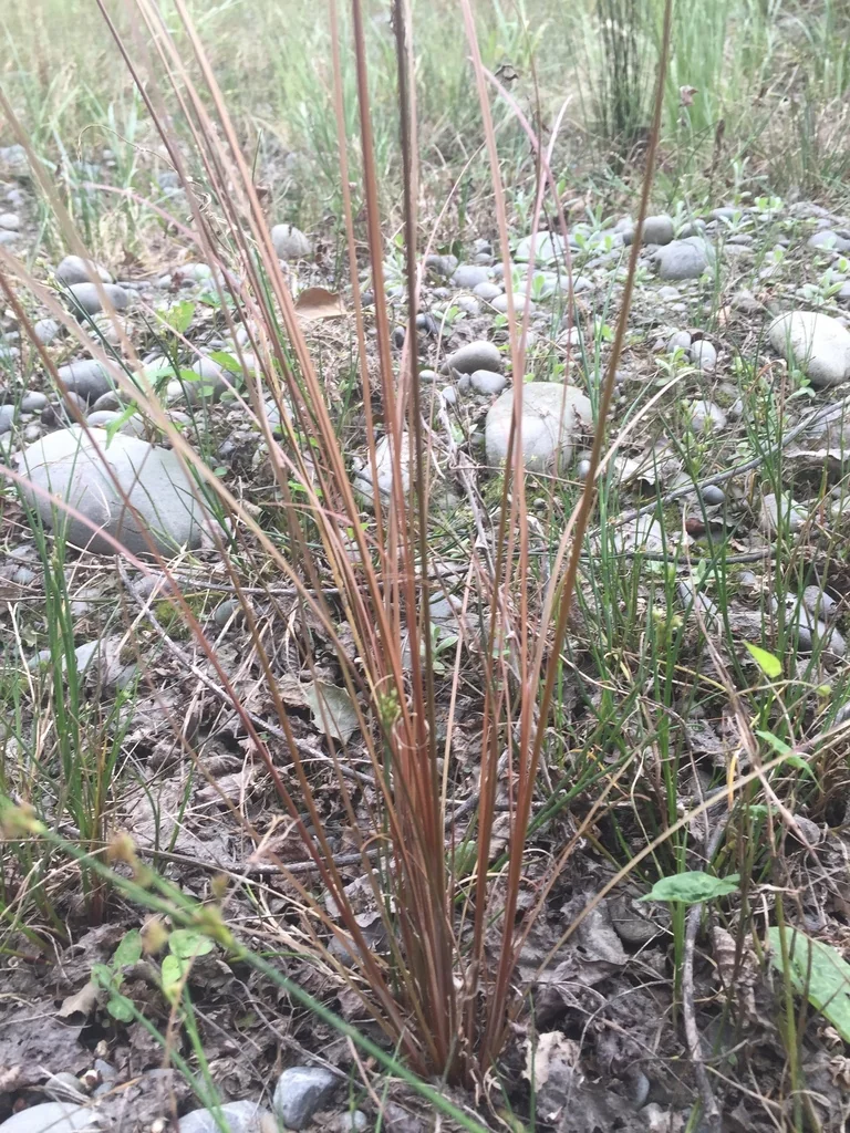 Carex Buchananii