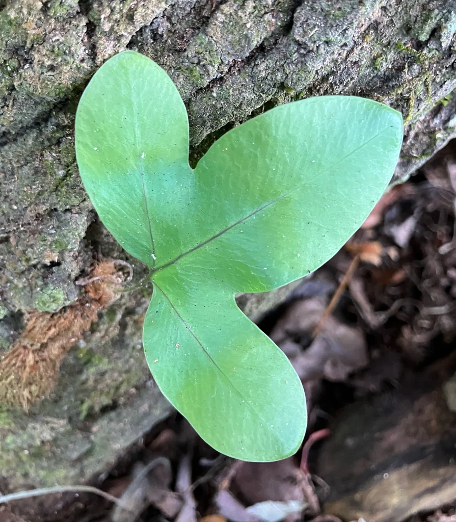 Phlebodium Aureum