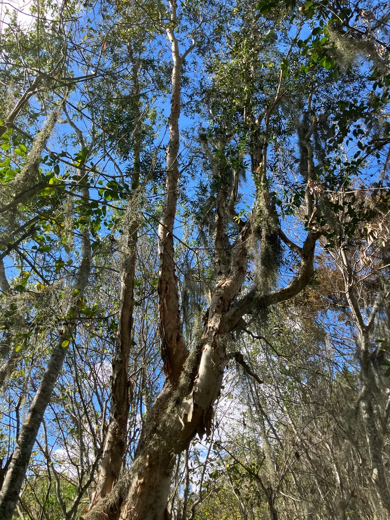 Melaleuca Quinquenervia