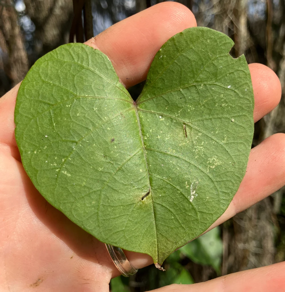 Ipomoea Alba
