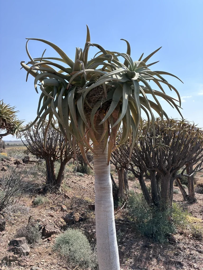 Aloe Dichotoma