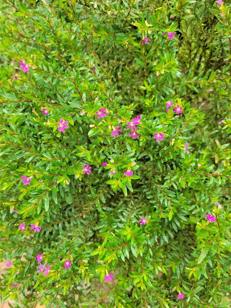Cuphea Hyssopifolia