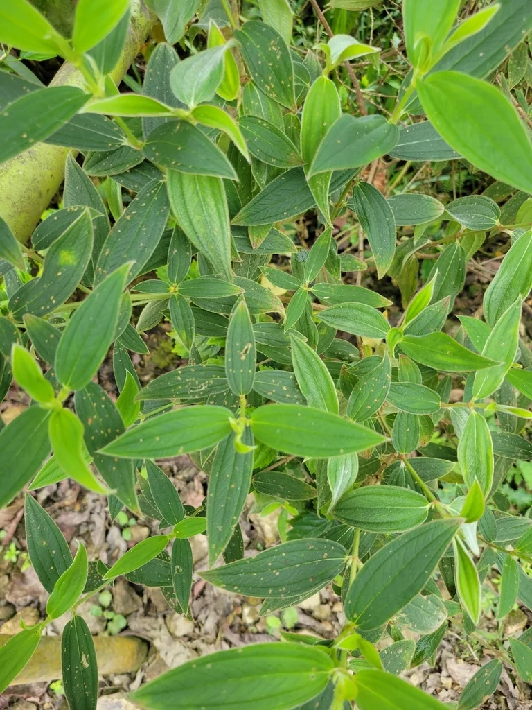 Tibouchina Urvilleana